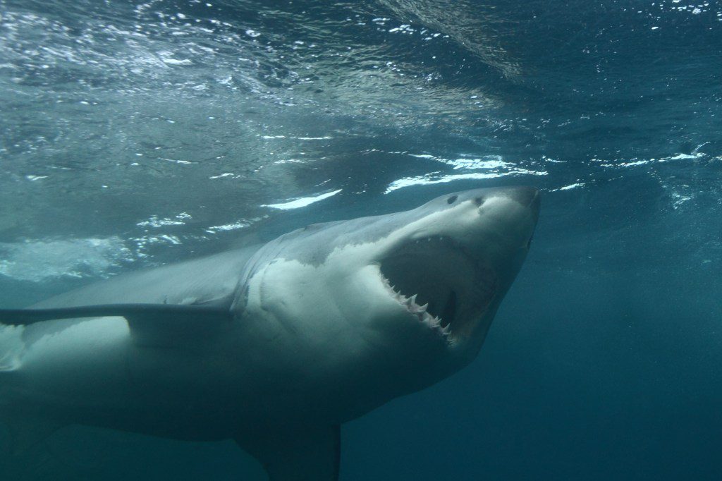 Lo squalo con la bocca aperta si avvicina alla parte superiore dell'acqua